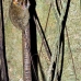 monkey_tarsier_eastern_tangkoko_v_0112_sul1287.jpg